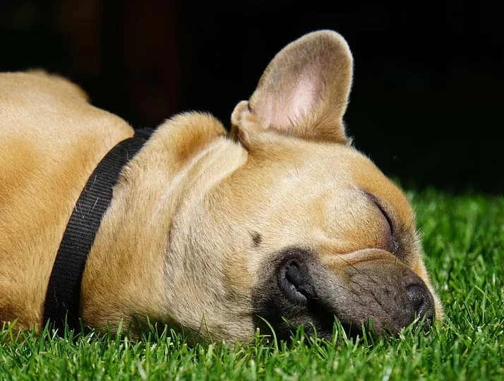 Pet Acupuncture Services in Austin: A Holistic Approach to Pet Health