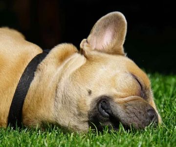 Pet Acupuncture Services in Austin: A Holistic Approach to Pet Health