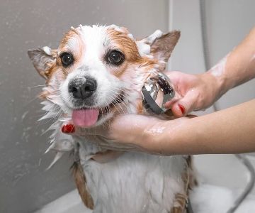 How Often Should You Bathe Your Pet? A Guide to Pet Bathing Frequency and Care