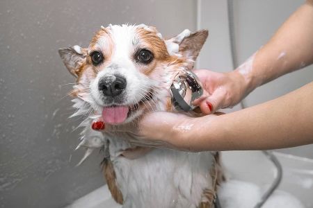 How Often Should You Bathe Your Pet? A Guide to Pet Bathing Frequency and Care