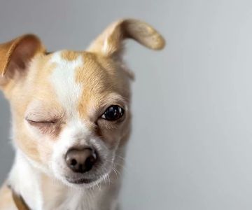 How to Spot and Treat Pet Eye Infections: Essential Care for Your Pet’s Eyes