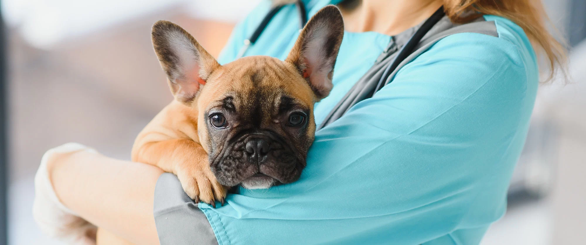 Comprehensive Pain Management Services for Pets at Hidden Brook Veterinary