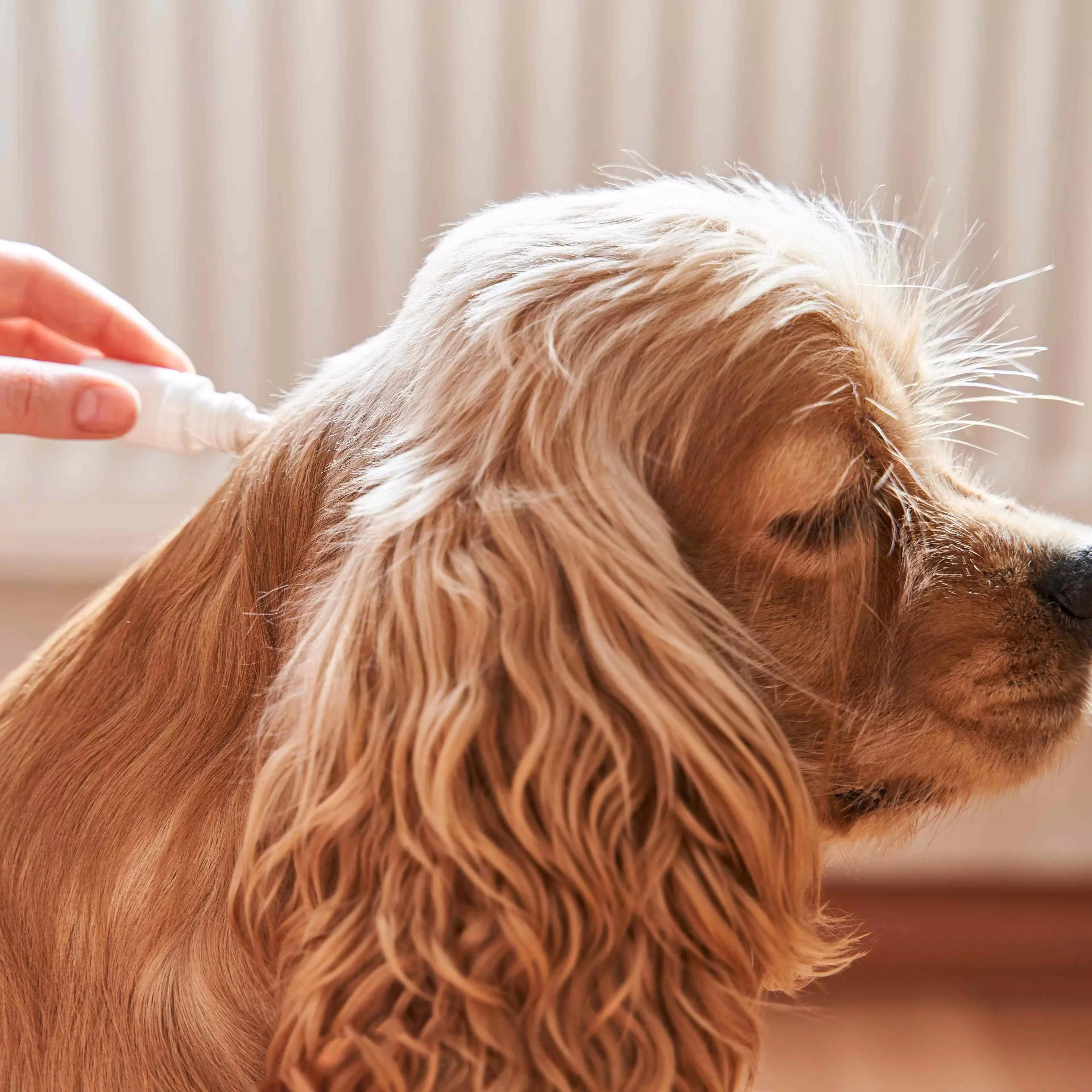 How to Stop Your Dog from Chewing Its Paws: Effective Solutions for Dog Paw Licking