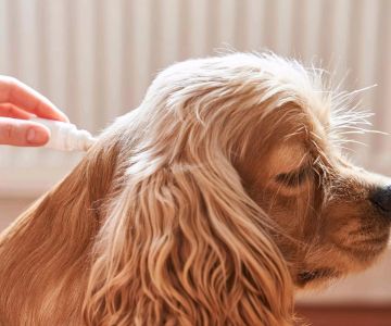 How to Stop Your Dog from Chewing Its Paws: Effective Solutions for Dog Paw Licking