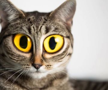 Hidden Brook Veterinary Contact Information: Reach Out for Quality Animal Care