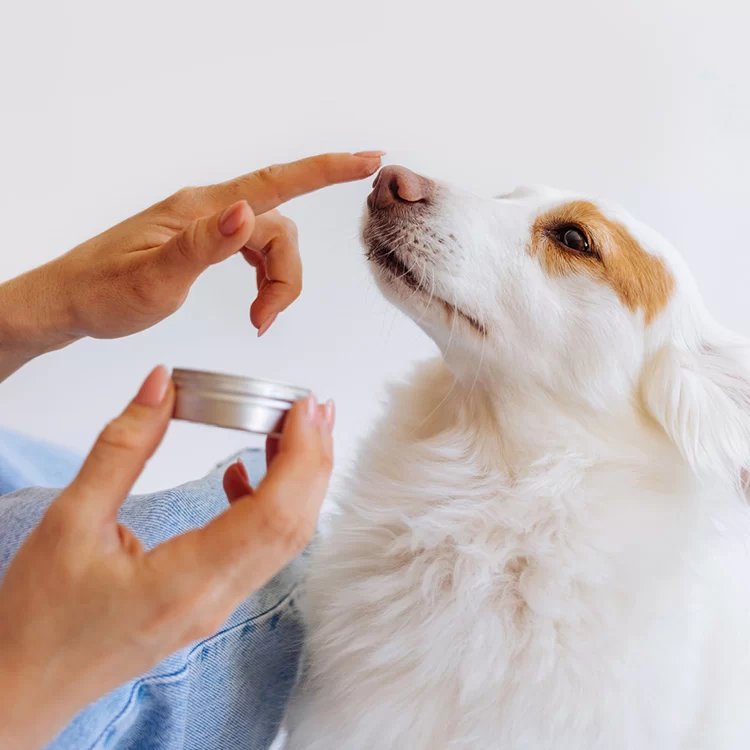 Natural Remedies for Pet Itchy Skin: How to Soothe Your Pet's Skin Naturally