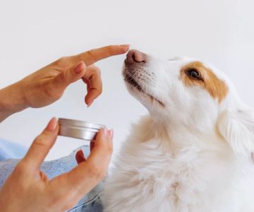 Natural Remedies for Pet Itchy Skin: How to Soothe Your Pet's Skin Naturally