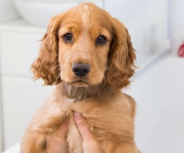 Is It Safe to Bathe My Cat? Everything You Need to Know About Bathing Your Cat