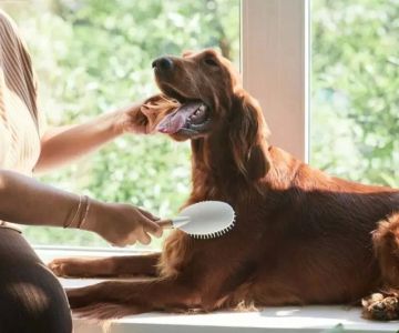 Affordable Pet Care for Exotic Animals in Miami – Quality Services at a Great Price