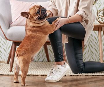 How to Stop a Dog from Jumping on Guests – Effective Training Tips for a Well-Behaved Dog