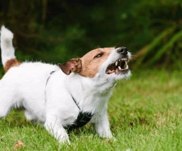 How to Train Your Dog Not to Bark Excessively – Effective Strategies for a Quieter Dog