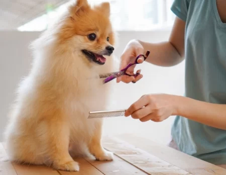 Hidden Brook Veterinary: Your Trusted Local Vet for Comprehensive Pet Care