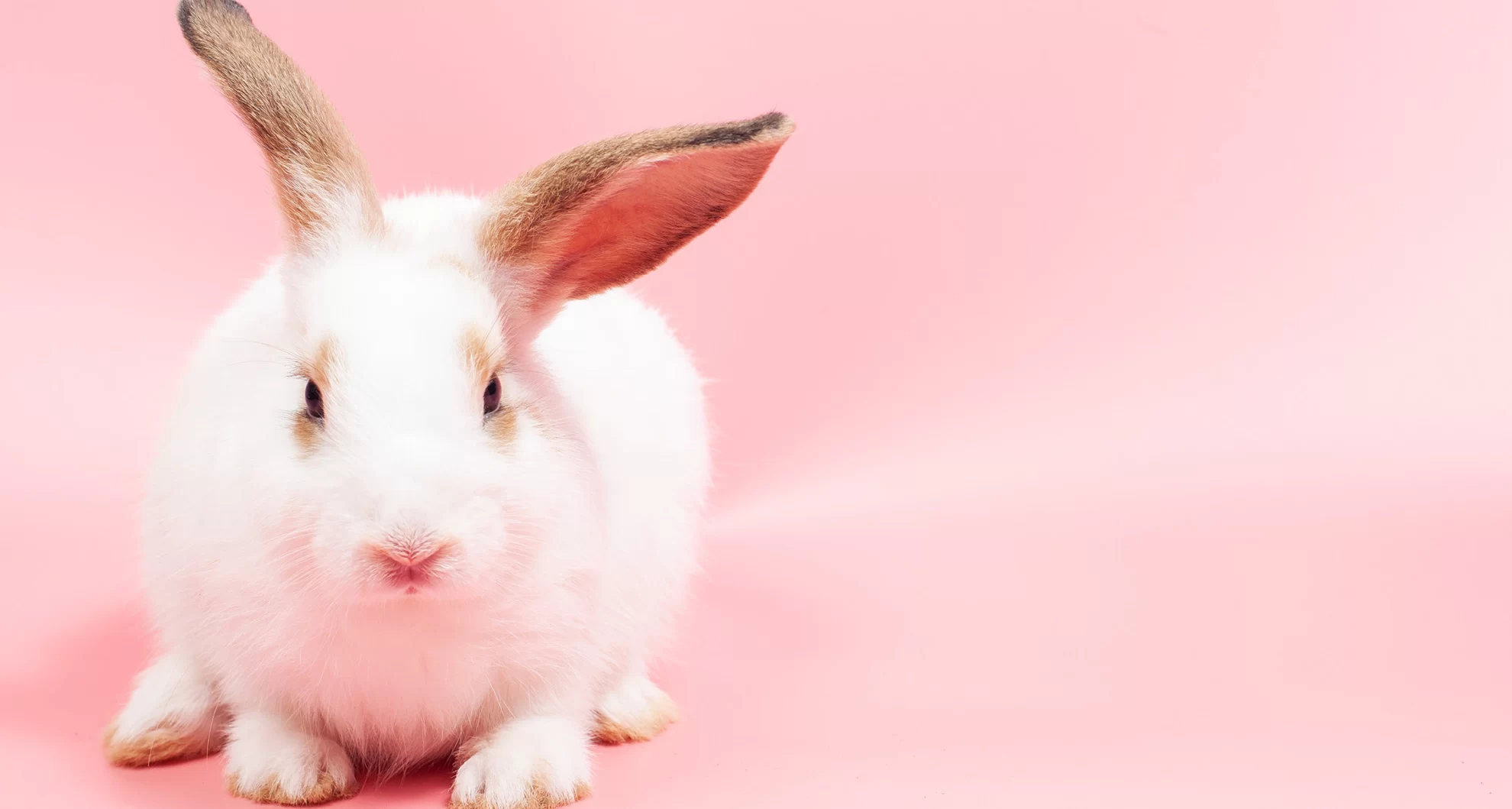 Common Health Issues in Rabbits and How to Prevent Them: A Guide for Rabbit Owners