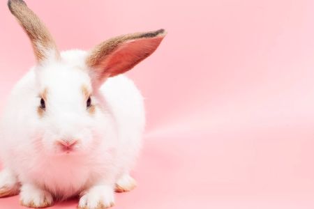 Common Health Issues in Rabbits and How to Prevent Them: A Guide for Rabbit Owners