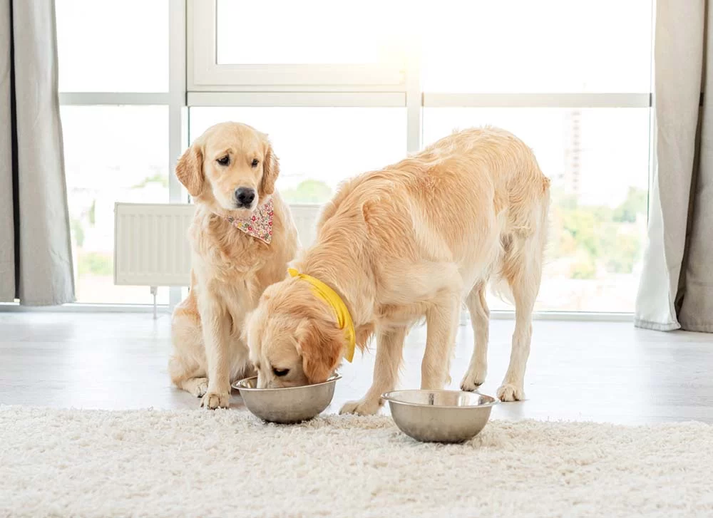 How to Help a Pet with Food Aggression - Effective Solutions for Managing Food Guarding