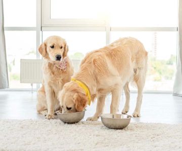 How to Help a Pet with Food Aggression - Effective Solutions for Managing Food Guarding