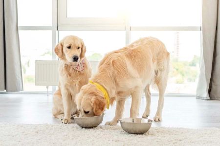 How to Help a Pet with Food Aggression - Effective Solutions for Managing Food Guarding