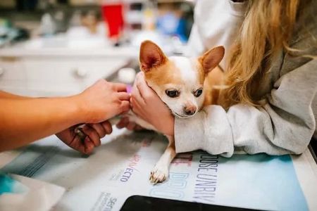 How to Handle Your Pet’s Medical Emergencies: A Step-by-Step Guide for Pet Owners