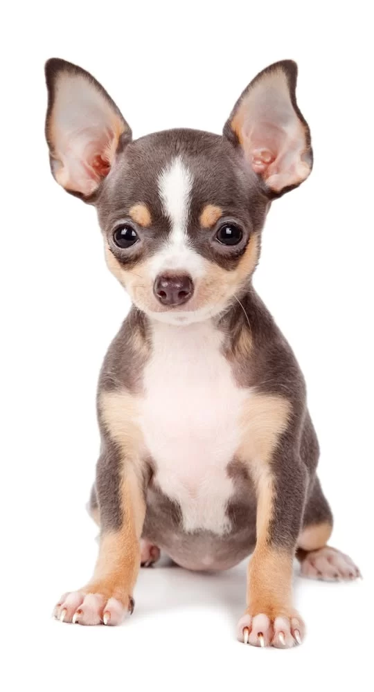 How to Prepare Your Pet for Surgery: A Complete Guide for Pet Owners