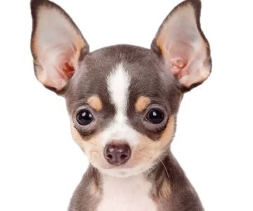 How to Prepare Your Pet for Surgery: A Complete Guide for Pet Owners