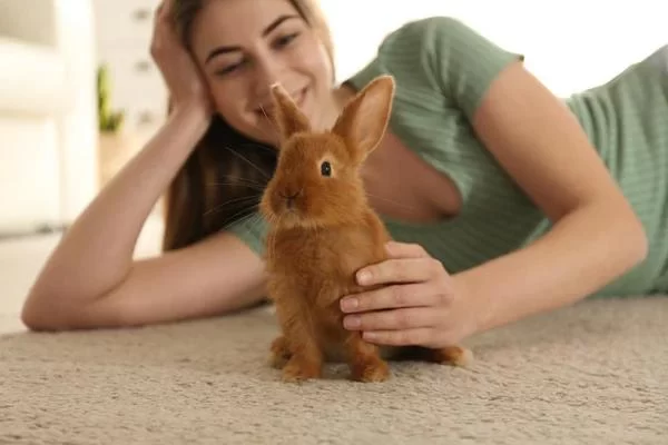 How to Care for a Senior Pet Rabbit: Essential Tips and Advice