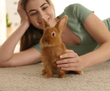 How to Care for a Senior Pet Rabbit: Essential Tips and Advice