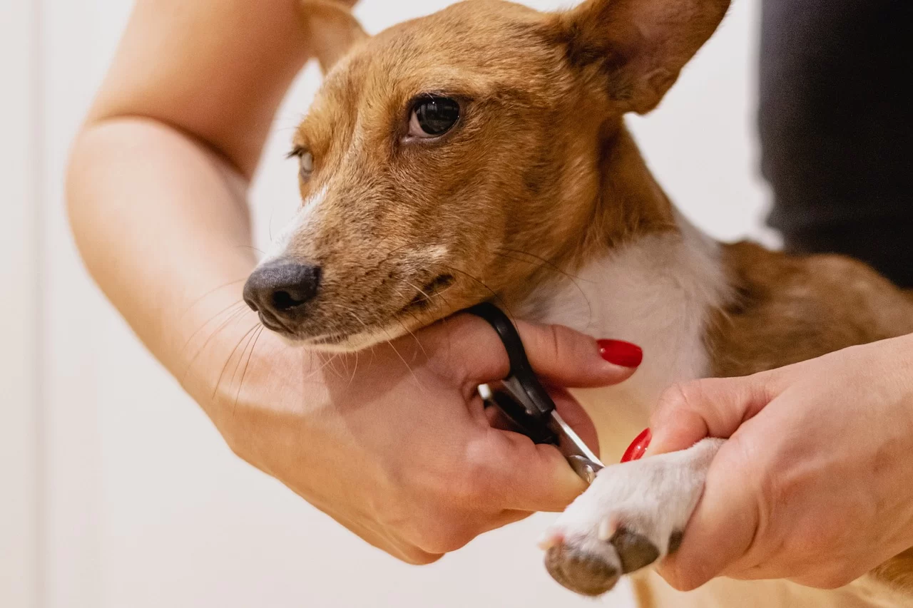 Nail Trimming Services for Pets: Keep Your Pet's Paws Healthy and Happy