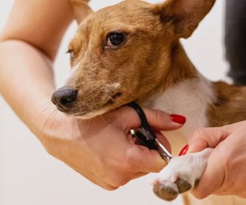 Nail Trimming Services for Pets: Keep Your Pet's Paws Healthy and Happy