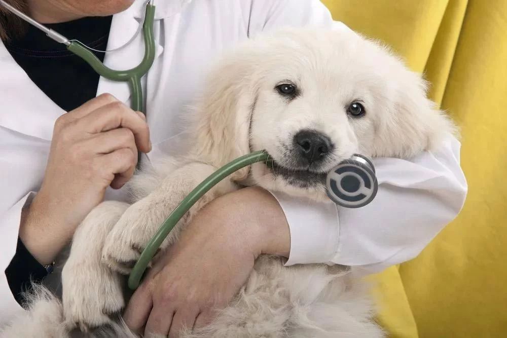 How to Prepare Your Pet for Their First Vet Checkup – A Comprehensive Guide