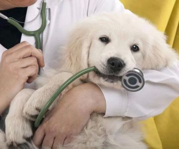 How to Prepare Your Pet for Their First Vet Checkup – A Comprehensive Guide