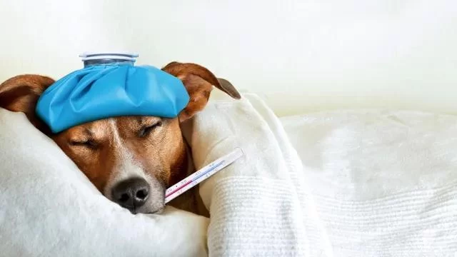Treating Pet Gastrointestinal Problems: Effective Solutions for Your Pet's Digestive Health