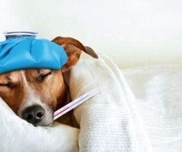 Treating Pet Gastrointestinal Problems: Effective Solutions for Your Pet's Digestive Health