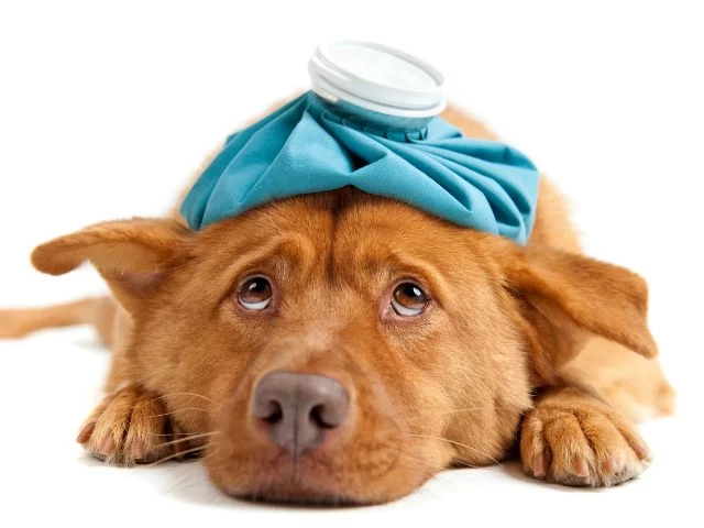 Walk-In Appointments for Emergency Pet Care: What You Need to Know