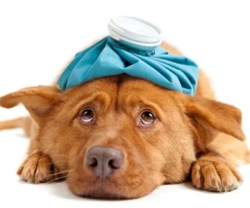 Walk-In Appointments for Emergency Pet Care: What You Need to Know