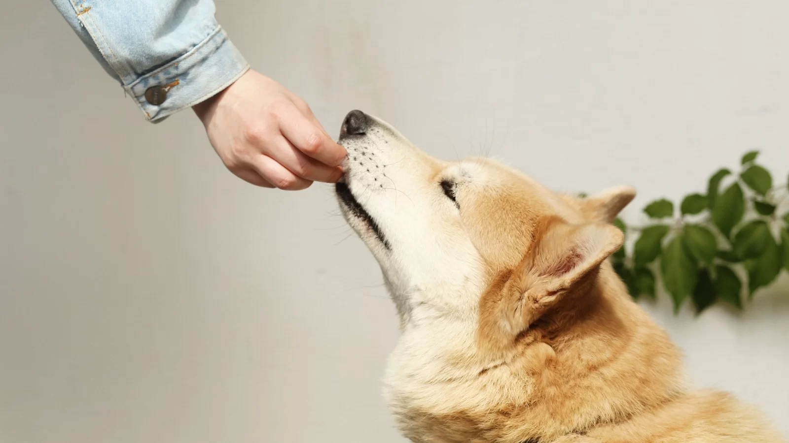 Nutritional Counseling for Your Pet’s Health: Expert Advice for a Balanced Diet