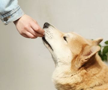 Nutritional Counseling for Your Pet’s Health: Expert Advice for a Balanced Diet