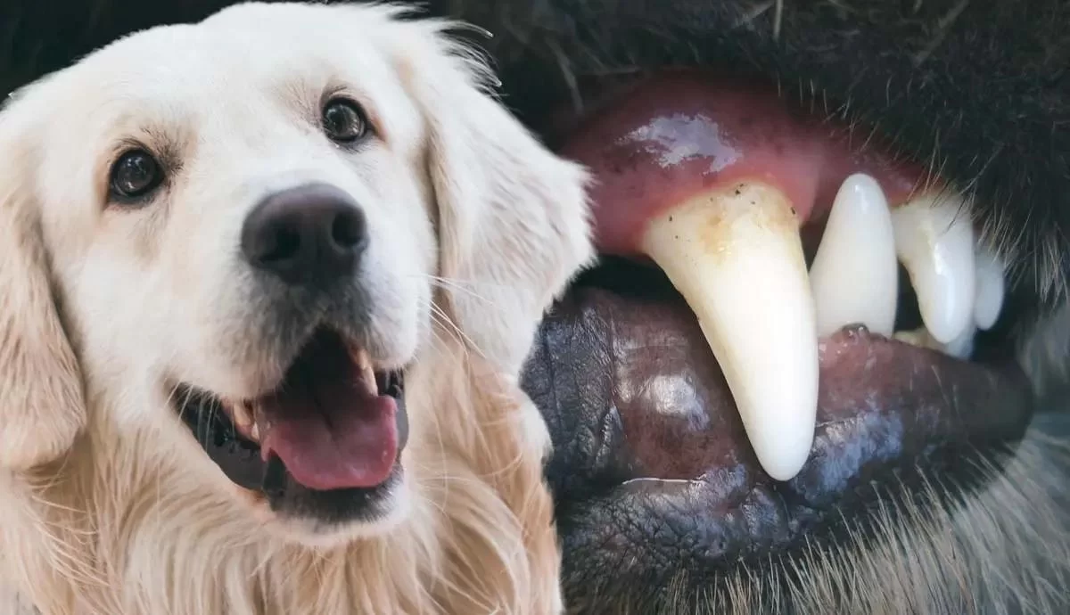 Symptoms and Treatment for Pet Dental Diseases: What Every Pet Owner Should Know