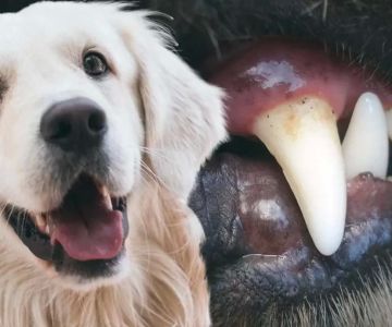 Symptoms and Treatment for Pet Dental Diseases: What Every Pet Owner Should Know
