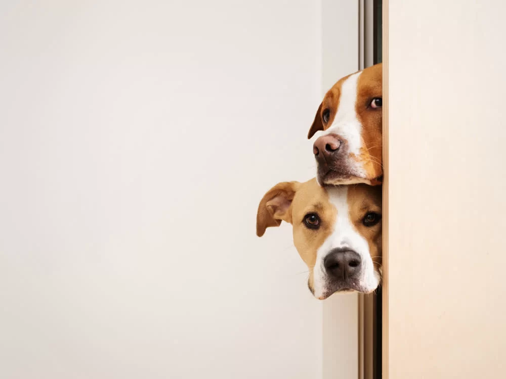 Helping Your Pet Overcome Fear-Based Behavior: Effective Solutions and Tips