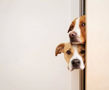 Helping Your Pet Overcome Fear-Based Behavior: Effective Solutions and Tips