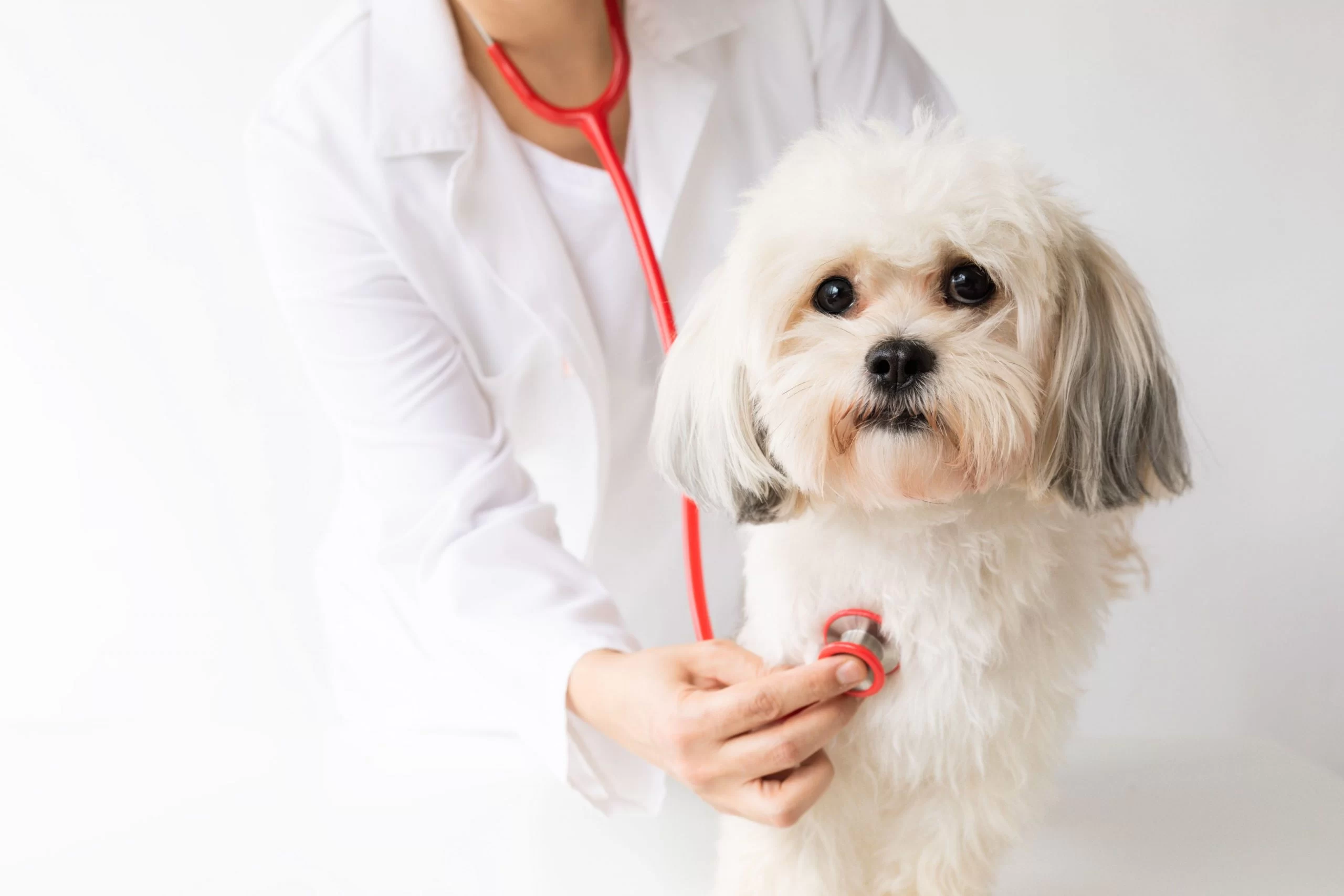 How to Prevent Heartworm in Pets: A Comprehensive Guide