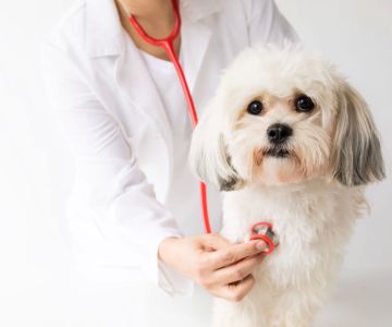 How to Prevent Heartworm in Pets: A Comprehensive Guide