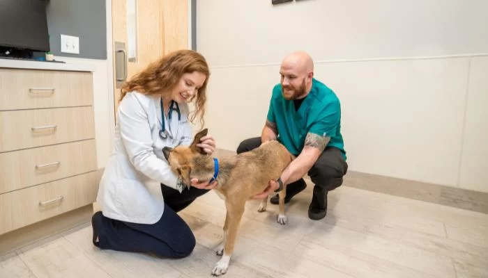 Pet Wellness Check-Ups in Raleigh: Why Regular Visits Are Essential