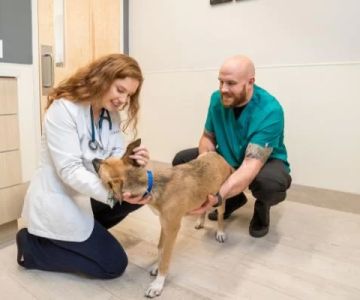 Pet Wellness Check-Ups in Raleigh: Why Regular Visits Are Essential