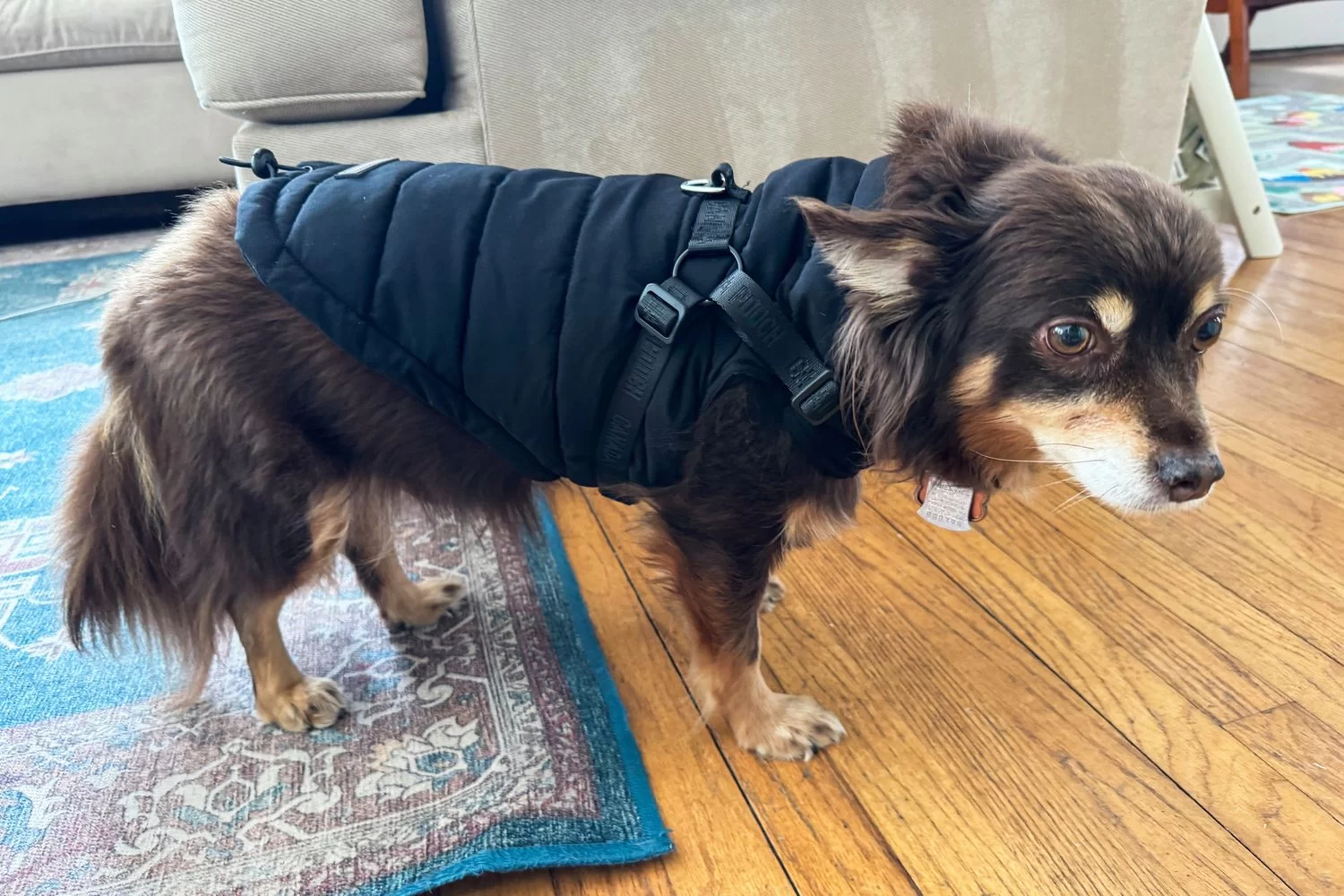 Best Dog Jackets for Cold Weather: Keep Your Pup Warm and Stylish