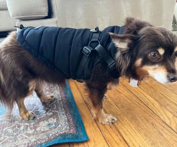 Best Dog Jackets for Cold Weather: Keep Your Pup Warm and Stylish