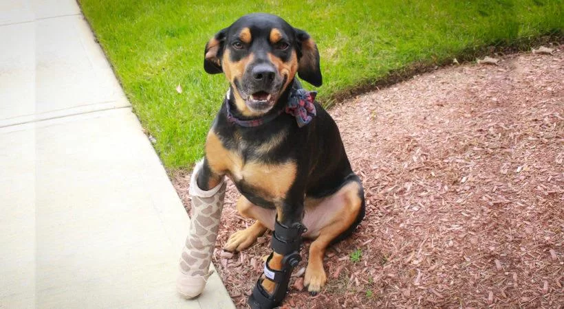 How to Care for a Dog with a Broken Leg: A Complete Guide