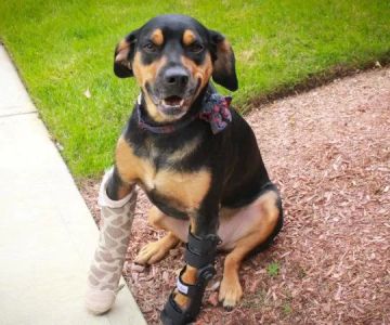 How to Care for a Dog with a Broken Leg: A Complete Guide