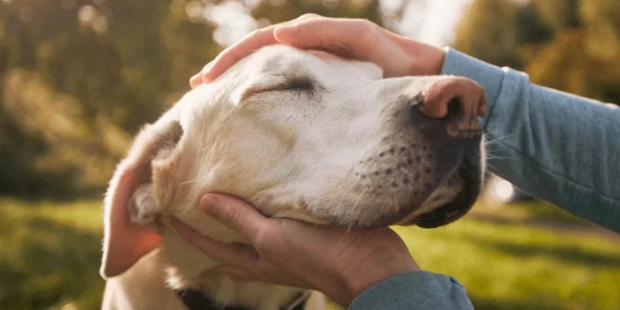 Senior Pet Food: A Guide to Keeping Your Older Pet Healthy
