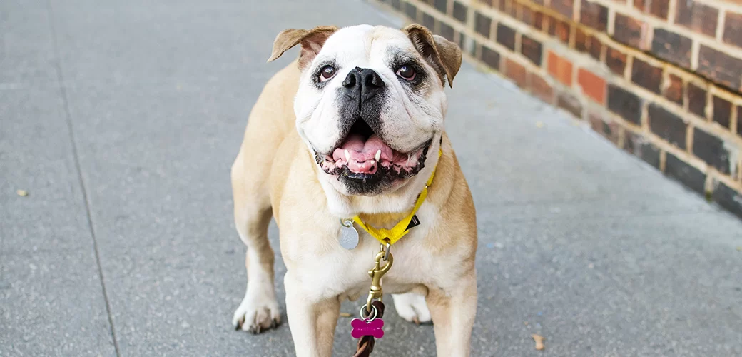 Dog Health Management Guide